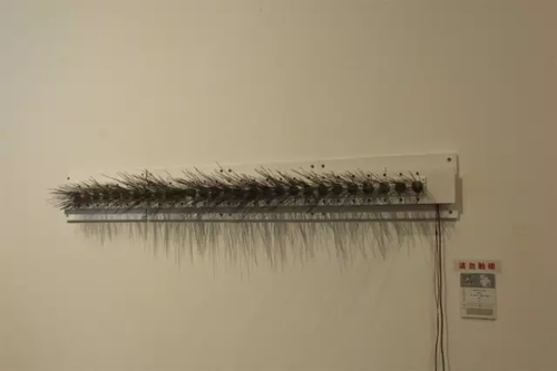 毕业展作品被盗皮皮虾也遭殃 学生贴26个勿触碰