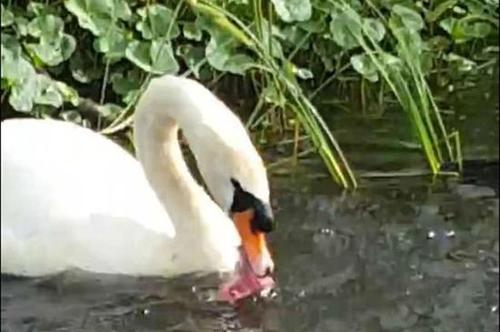 优雅不再！天鹅暴力折磨小鸭子并吞食