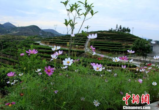 图为茶园旁格?；ㄊ⒎琶啦皇な铡！∥馑彰?摄