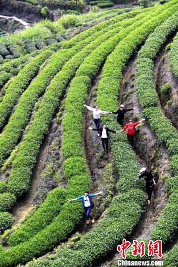 图为游客在茶园里流连忘返?！∥馑彰?摄