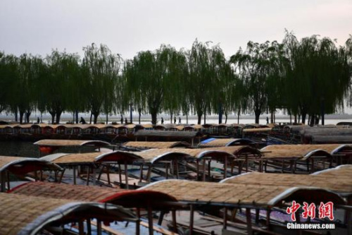 资料图：雄安新区白洋淀，密密麻麻的手摇游船。<a target='_blank' href='http://www.chinanews.com/'>中新社</a>记者 翟羽佳 摄