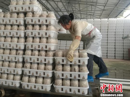 资料图：食用菌工厂的车间，一名年过五旬的贫困对象整齐地摆放好食用菌材料?！∷章烦?摄