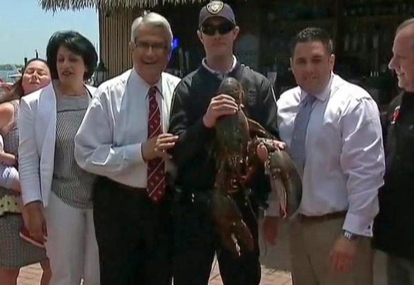 132岁老龙虾被放回大海2