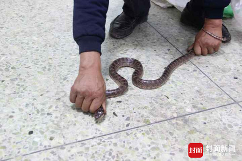 四川男子捕700只癞蛤蟆 涉“非法狩猎”被抓