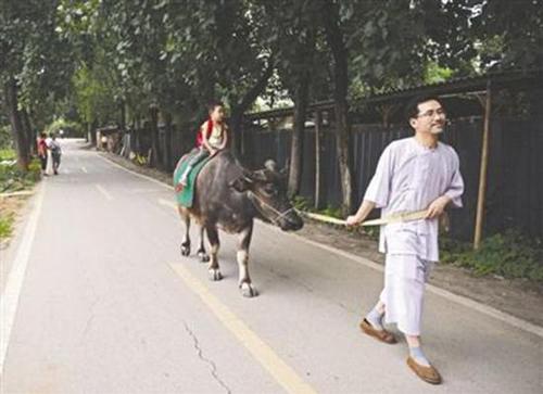 父亲醉心国学让儿骑牛上学 交管:未禁止但存隐患