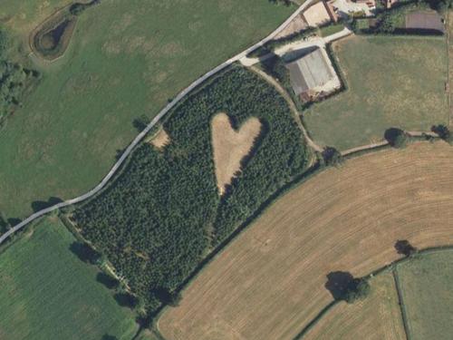 橡树林中间有块心形草地。（图片来源：谷歌地图）