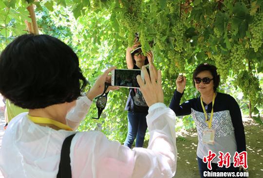 图为华教代表在葡萄架下留影?！」⒌さ?摄