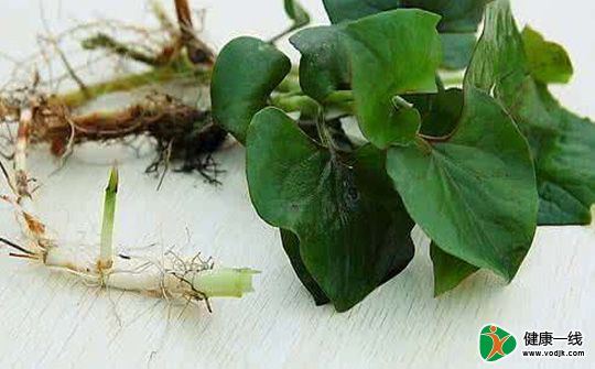 这3种野菜堪称是天然消炎药