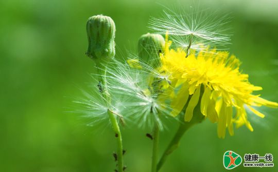 这3种野菜堪称是天然消炎药