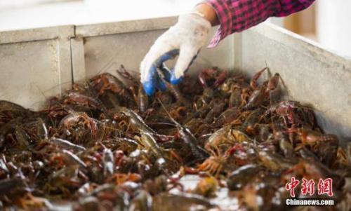 资料图片，养殖户在捕捞小龙虾。傅建斌 摄 