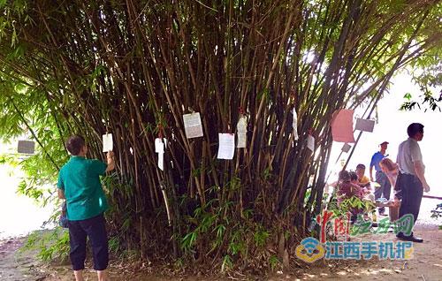 相亲资料被贴在树上