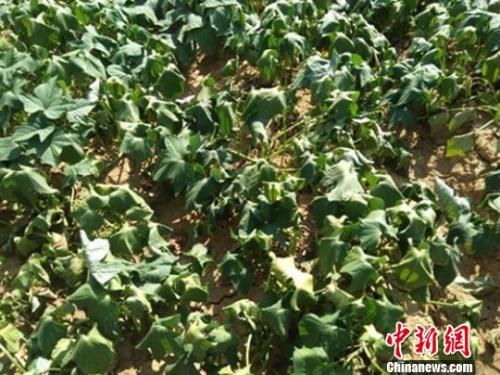  图为甘肃陇南徽县连续高温暴晒下，红薯藤卷曲?！≈有?摄