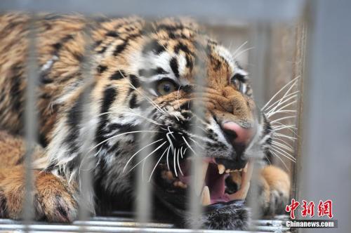 资料图。<a target='_blank' href='http://www.chinanews.com/' _fcksavedurl='http://www.chinanews.com/'></table>中新社</a>记者 刘冉阳 摄