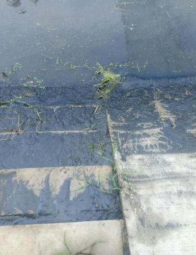 河南颍河几十万斤养殖鱼死亡 官方:养殖系非法