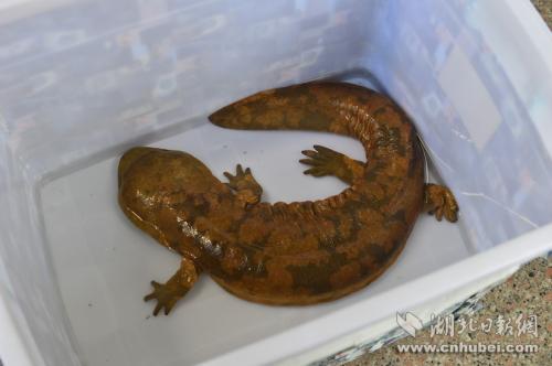 辽宁教师夫妻驱车奔赴咸丰，只为让这条宝贝娃娃鱼“回家”。