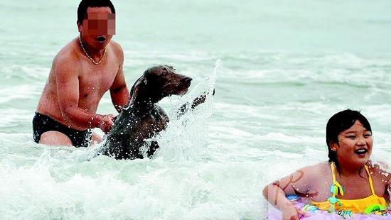 多家海滨浴场现人狗同浴 浴场:无权禁止狗入内
