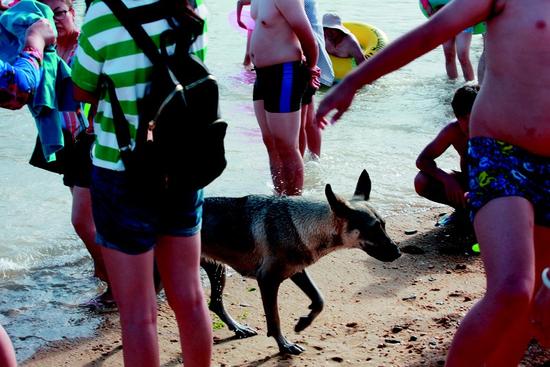 多家海滨浴场现人狗同浴 浴场:无权禁止狗入内