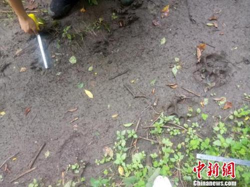 工作人员现场测量勘察 天桥岭林业局供图 摄