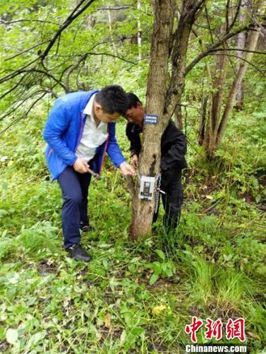 林业局在附近架设远红外相机 天桥岭林业局供图 摄