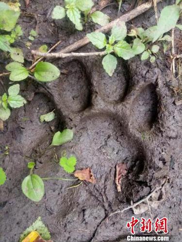 野生东北虎的足迹 天桥岭林业局供图 摄