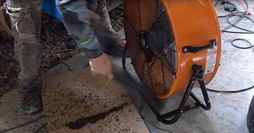 美国男子用1只狗2台风扇 两天消灭超8000只蚊子