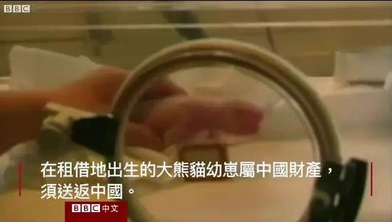 外媒:熊猫是中国的赚钱工具、外交手段和置换筹码