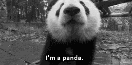 外媒:熊猫是中国的赚钱工具、外交手段和置换筹码