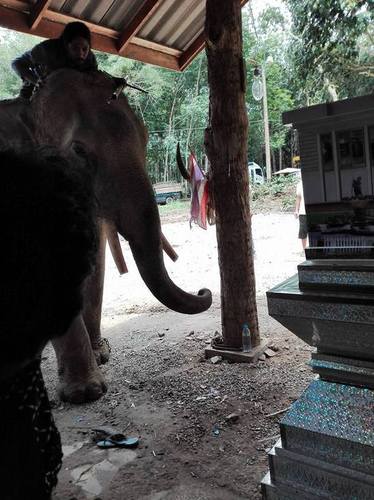 泰国一象主人遇难 大象挣脱缰绳在灵柩前流泪跪拜