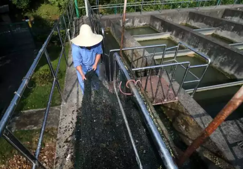 西湖边每天捞起半吨海瓜子 网友:葱油还是红烧