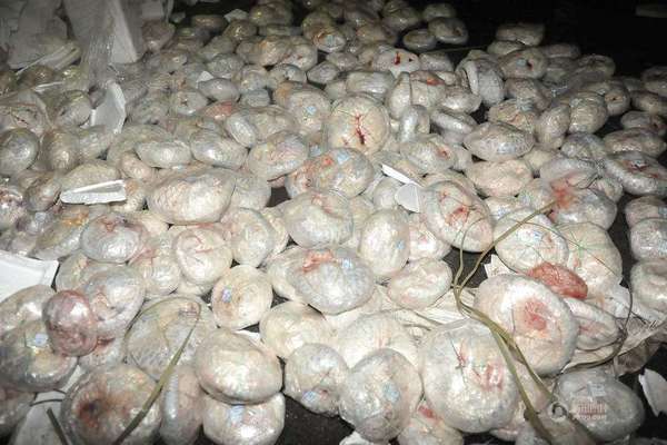 穿山甲冻体查获