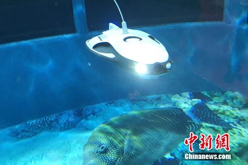 水中机器人。<a target='_blank' href='http://www.chinanews.com/' >中新网</a> 吴涛 摄