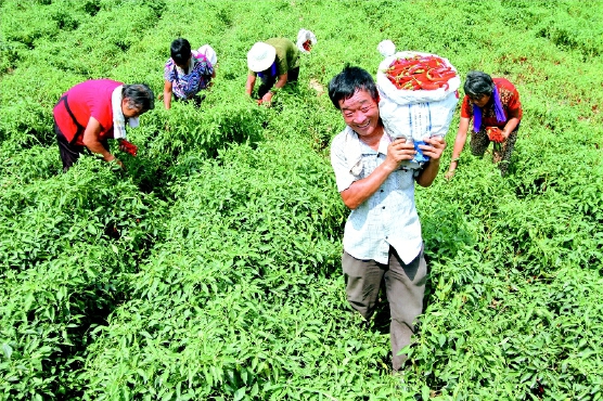 8月19日，河北省魏县院堡镇岳庄村村民在采摘辣椒。    近年来，河北省魏县院堡镇在推进精准扶贫的过程中，积极引导农民采取“公司+基地+农户”的模式发展特色辣椒种植。目前，已发展特色辣椒1000余亩，带动400余贫困户增收。    新华社发