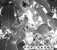     啤特果又称高原酸梨