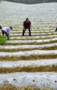 辛识平：习近平贡献消除贫困的中国方案