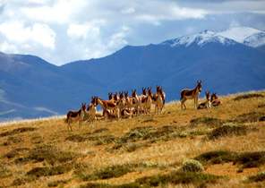 “世遗”?；さ闹泄鹁怼煽晌骼?、鼓浪屿申遗成功启示录