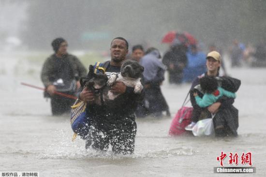 当地时间2017年8月28日，美国得克萨斯州，飓风过境带来大面积洪水，民众带着爱宠撤离灾区。飓风“哈维”8月25日在美国得克萨斯州登陆，强度最高达到四级，之后逐步减弱为热带风暴，飓风带来的强降雨引发洪水，重创得克萨斯州。该州目前已有50多个县被划为灾区，洪水导致至少6人丧生。美国媒体分析，降雨还将持续数天，灾情可能会进一步扩大。灾区重建预计需要数年时间，这对于陷入严重党争的美国政府来说，将是一个严峻挑战。