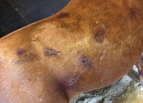 触目惊心！英暴徒持刀乱捅马匹15刀造其重伤