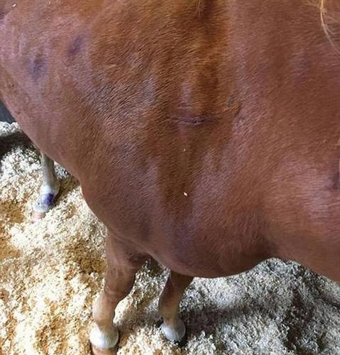 触目惊心！英暴徒持刀乱捅马匹15刀造其重伤