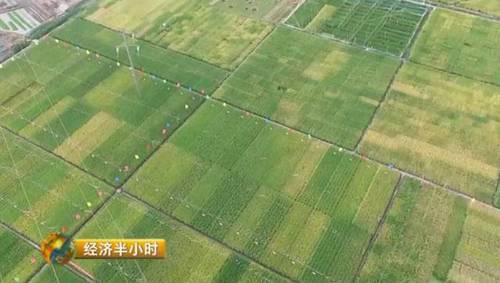 日本努力30年没完成的农业大计 中国师生做到了