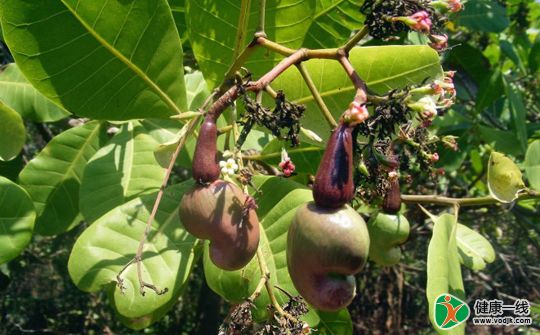 腰果虽好食用禁忌需明确