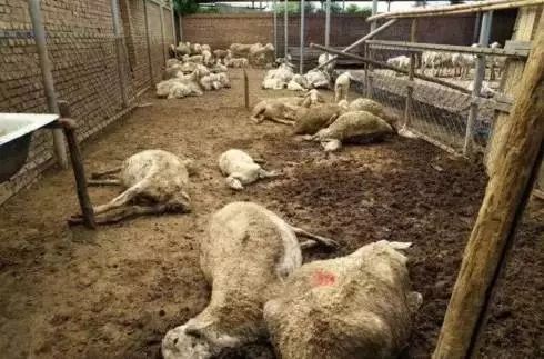 时隔毒大葱事件一个月 仍有商家违规售高毒农药