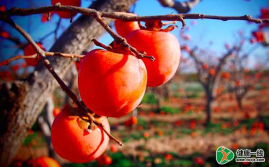 秋天的柿子是天然醒酒药 