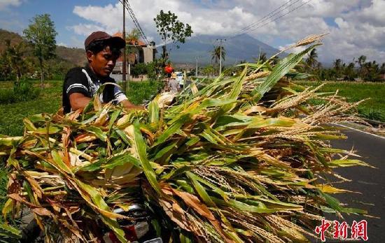 巴厘岛火山警戒级别升至最高 民众淡定收割庄稼