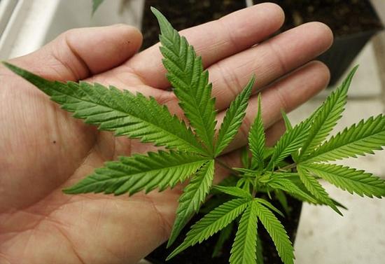 美国一大学首设大麻种植学位 学生争相选报