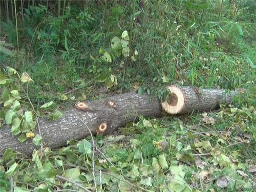 村民砍树掉下脸盆大小马蜂窝 2人被蛰伤当场昏迷