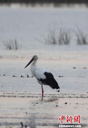 东方白鹳全球仅3000只左右，素有“鸟类大熊猫”之称?！±罹?摄