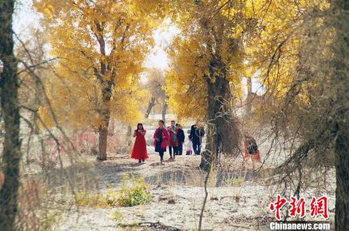 胡杨“披黄挂金”，引来游客驻足欣赏，拍照留念?！⊙詈裎?摄