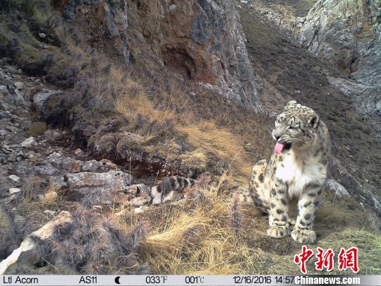 通过多年来对三江源地区雪豹监测，目前初步估算数量在1000只以上，是全球雪豹连片分布最为集中的地区，其中仅澜沧江源头地区就栖息着300余只雪豹。山水自然保护中心提供