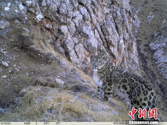 在近两届全球雪豹峰会上，三江源地区连续被学界公认为世界雪豹分布最密集、种群数量增长最快的区域之一。山水自然保护中心提供