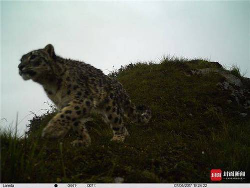 成都首次雪豹专项调查结束:成都范围有 至少两只